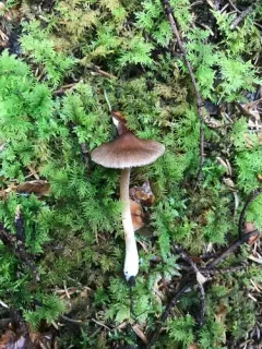 Inocybe nitidiuscula thumbnail 1