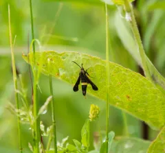 Boneset Borer Moth thumbnail 4