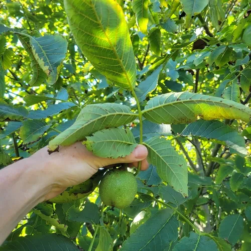 Persian walnut