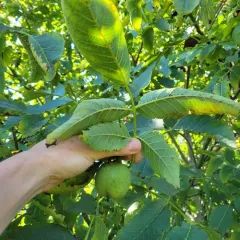Persian walnut thumbnail 1