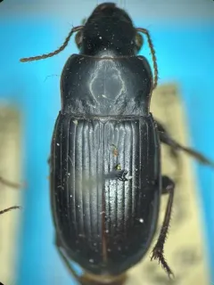 Harpalus reversus thumbnail 1