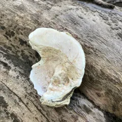 Monkeyface Mussel thumbnail 2