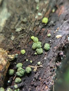 Trichoderma gelatinosum thumbnail 3