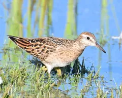 Sharp-tailed Sandpiper thumbnail 4