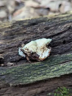 Sarcoporia longitubulata thumbnail 2