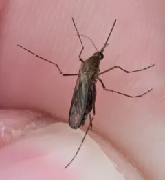 Brown Saltmarsh Mosquito thumbnail 3