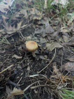 Cortinarius mattiae thumbnail 2