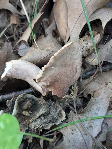 Lactarius mutabilis