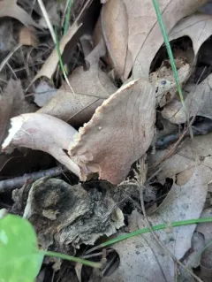 Lactarius mutabilis thumbnail 1