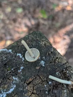 Psathyrella kauffmanii thumbnail 3