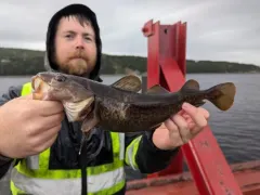 Greenland Cod thumbnail 4