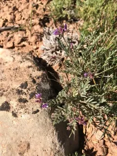Starveling Milkvetch thumbnail 4