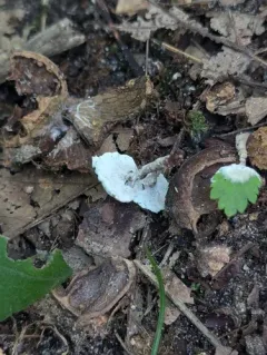 Thelephora americana thumbnail 3
