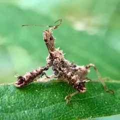 Spiny Assassin Bug thumbnail 3