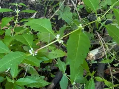 taperleaf waterhorehound thumbnail 3