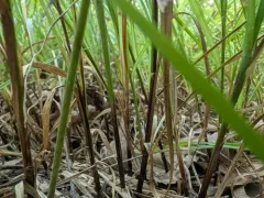 pretty sedge thumbnail 3