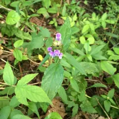 common selfheal thumbnail 3