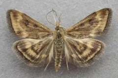 Northern Pyrausta Moth thumbnail 3