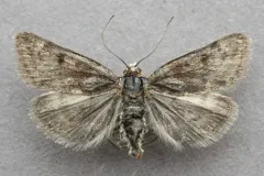 Loxostege ephippialis thumbnail 2