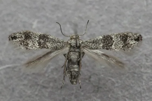 Tinagma dryadis