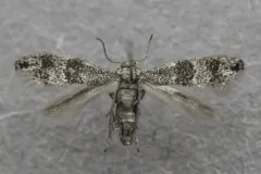 Tinagma dryadis thumbnail 1
