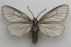 Rockslide Lichen Moth thumbnail 3