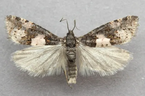 Epiblema arctica