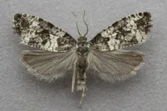 Phiaris dissolutana thumbnail 2