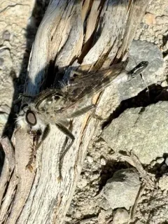 Harvey Hammertail thumbnail 3