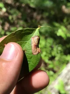 Huckleberry Leafminer thumbnail 2