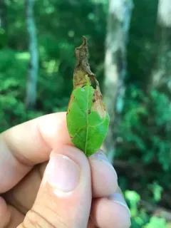 Lyonetia latistrigella thumbnail 2