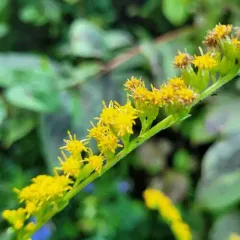 Swamp Goldenrod thumbnail 4