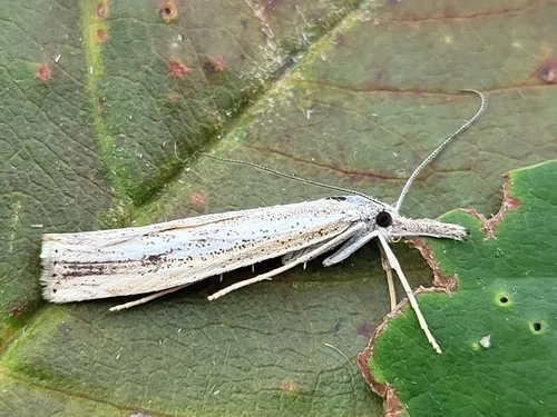 Agriphila attenuatus
