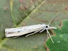 Agriphila attenuatus thumbnail 1