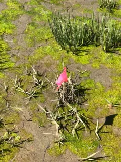 common cordgrass thumbnail 4