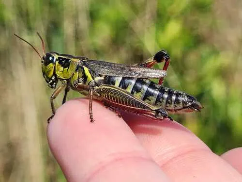 Magdalen Island Grasshopper