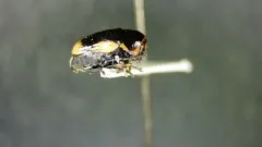 hypericum pot beetle thumbnail 4