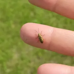 Flavous-footed reed beetle thumbnail 3
