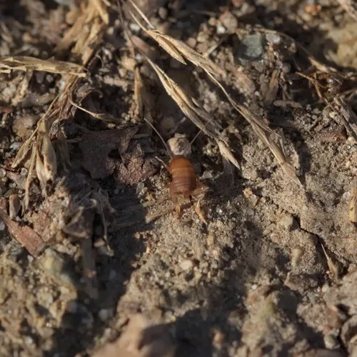 West Coast Ant Cricket