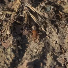 West Coast Ant Cricket thumbnail 1