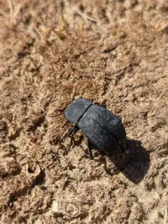 Stenomorpha opaca thumbnail 4