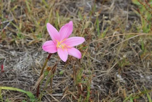 rosepink zephyr lily