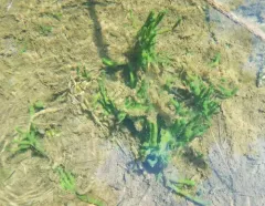 Lake Sponge thumbnail 1