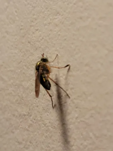 Dolichopus latipes