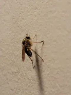 Dolichopus latipes thumbnail 1