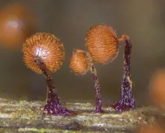 Cribraria cancellata thumbnail 3