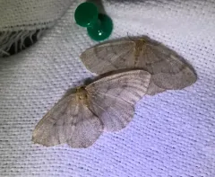 Curved-lined Looper Moth thumbnail 2