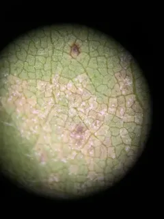 Plasmopara halstedii thumbnail 2