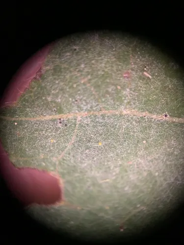 Erysiphe caryae