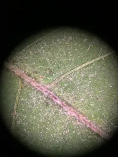 Podosphaera bidenticola thumbnail 3